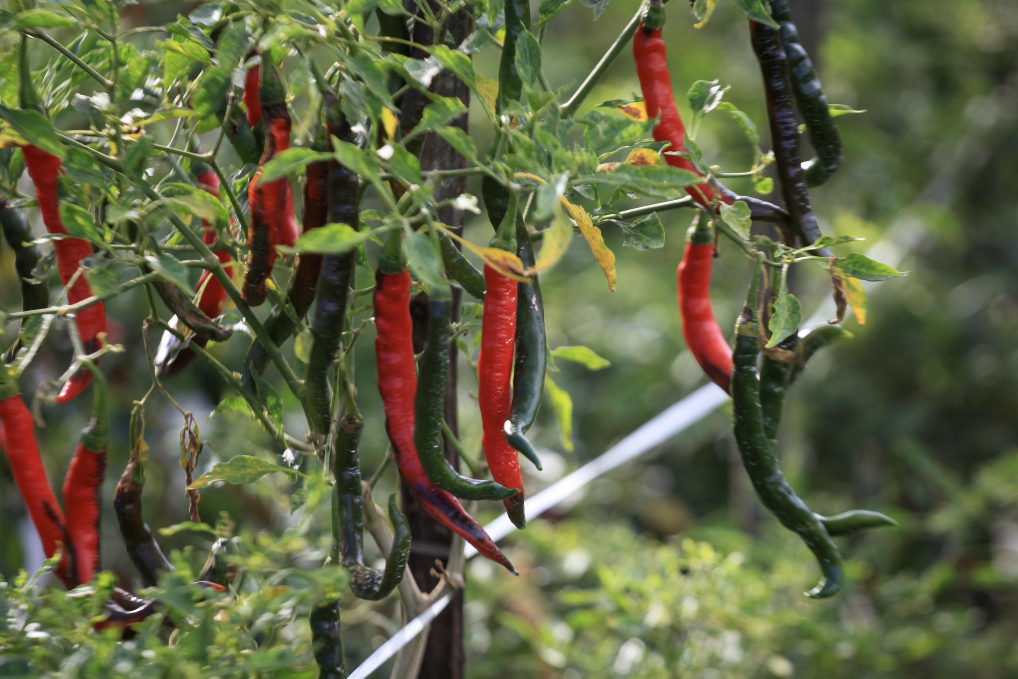 Le piment d'Espelette, l'âme rouge du Pays Basque
