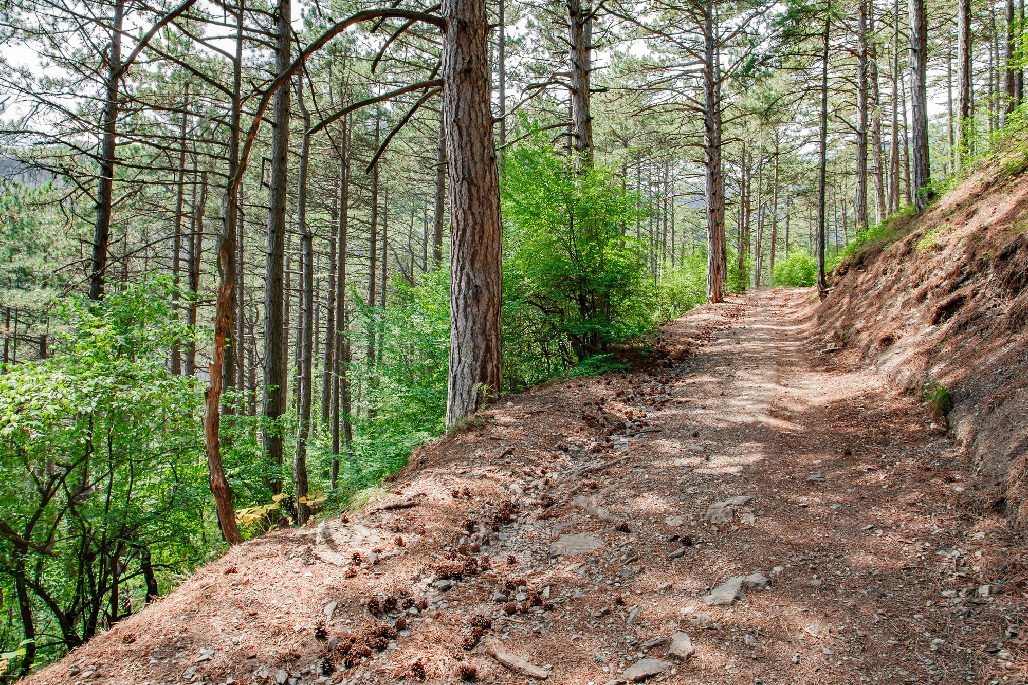 Randos et forêts : grimper dans le Massif des Maures depuis La Londe