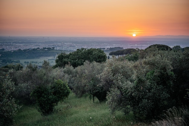 Pourquoi l'huile d'olive n'est pas qu'une graisse : l'âme du régime méditerranéen